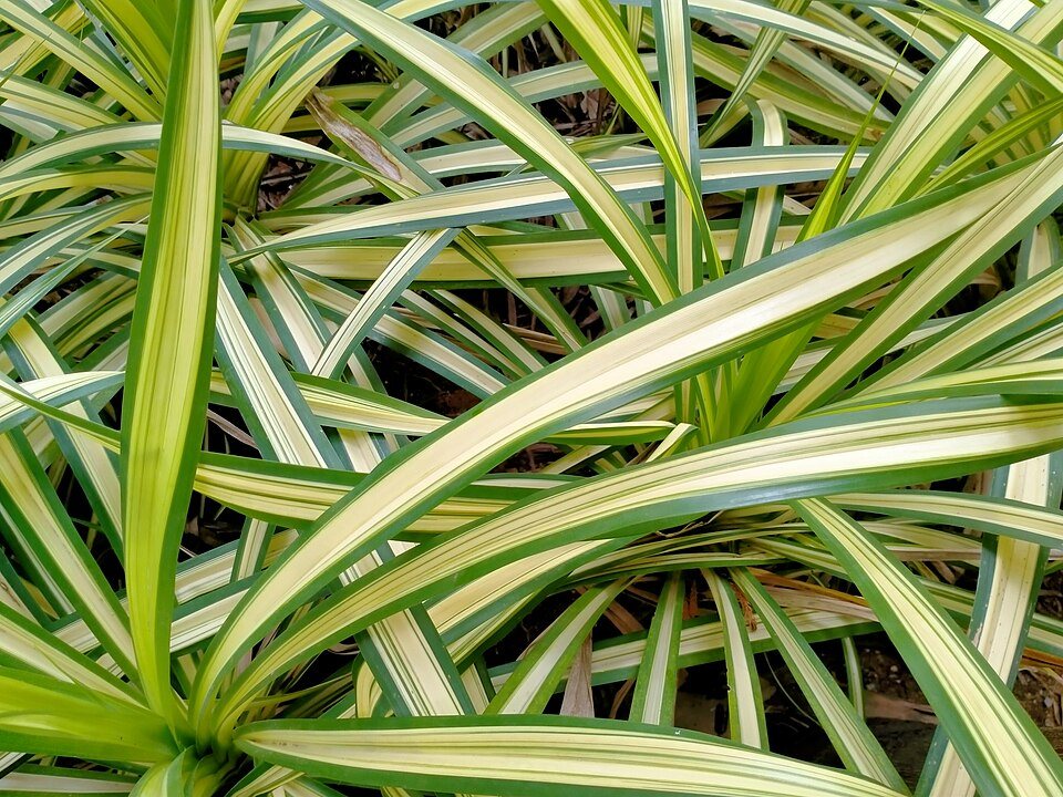 White Baby Python Snakes Snake Plant (Sansevieria) | Vivasayi Garden - India's Farm-Fresh Plants ...